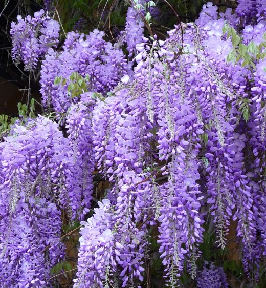 Гліцинія китайська Wisteria sinensis | Ліани | Сад твоєї мрії.